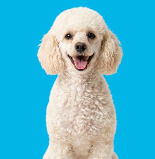 img-blythewood-sc-pooper-scooper Blythewood SC Pooper Scooper Service