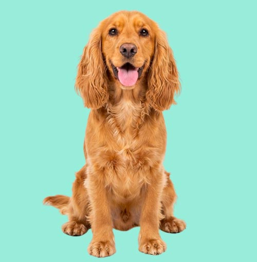 Dog poop cleanup in blythewood, sc backyard