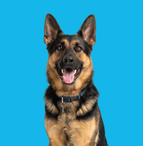 Dog Poop Cleanup Services in Blythewood