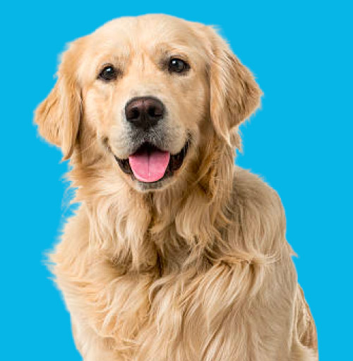 Golden Retriever Image
