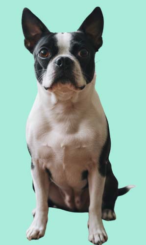 img-pet-client-pooper-scooper Dog Waste Cleanup