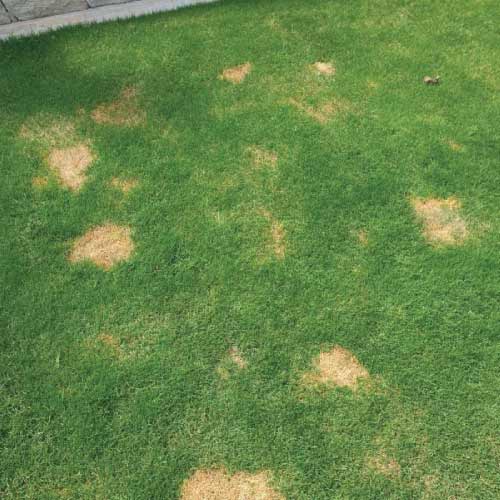 Grass burn from pet waste
